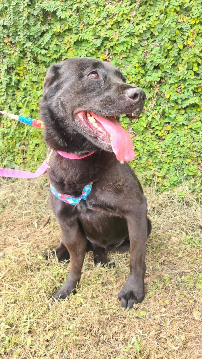 Cachorro ra a SRD-ViraLata idade 6 ou mais anos nome Pietra