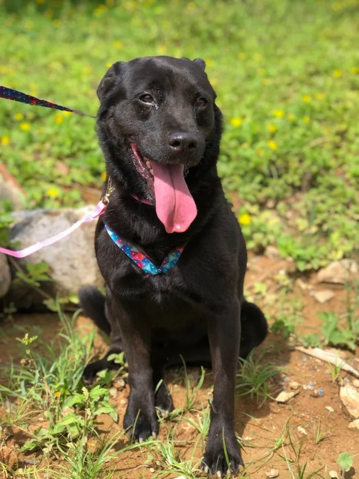 Cachorro ra a SRD-ViraLata idade 6 ou mais anos nome Pietra