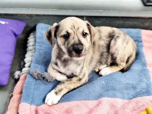 Cachorro raça SRD-ViraLata idade 2 a 6 meses nome Liko