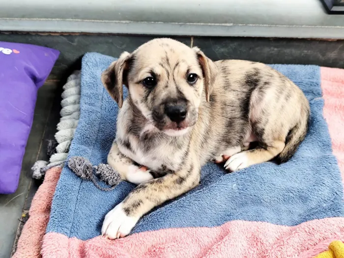 Cachorro ra a SRD-ViraLata idade 2 a 6 meses nome Liko