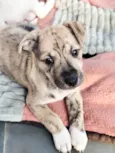 Liko