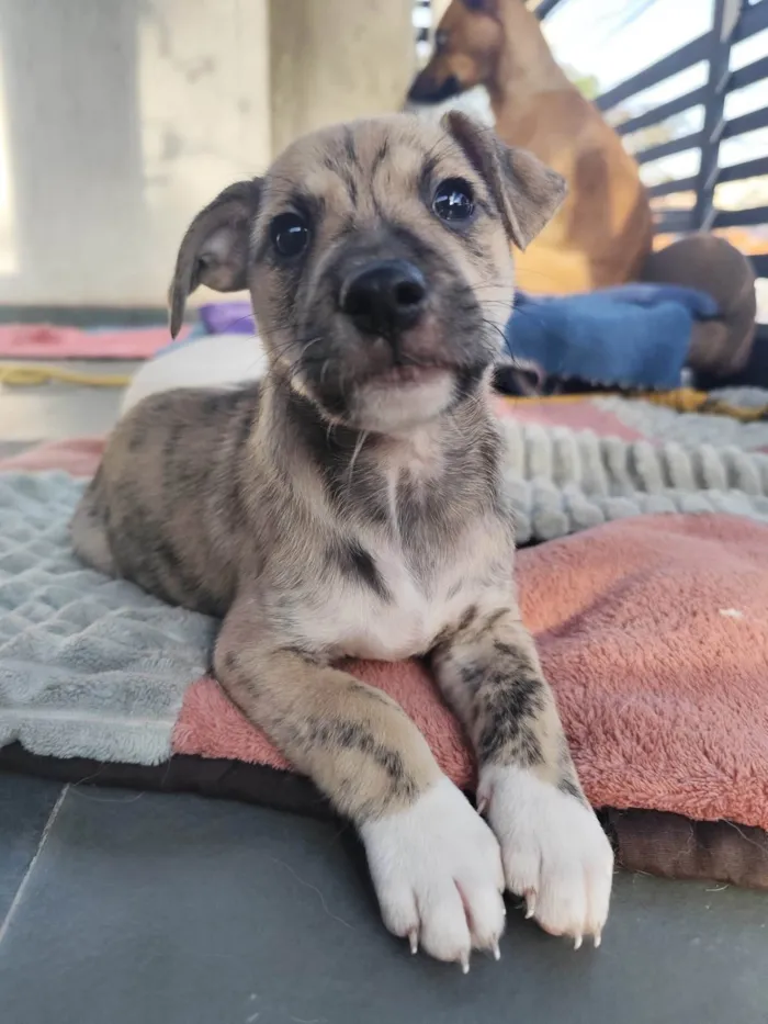 Cachorro ra a SRD-ViraLata idade 2 a 6 meses nome Liko