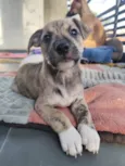 Liko