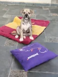 Liko