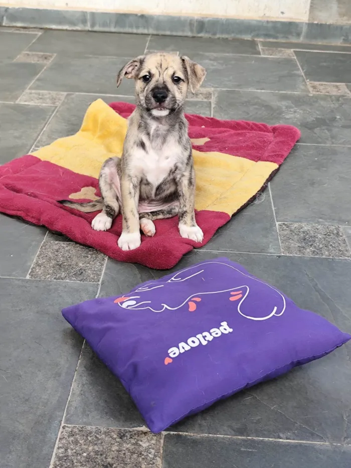 Cachorro ra a SRD-ViraLata idade 2 a 6 meses nome Liko