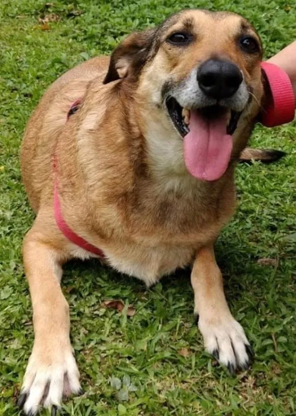 Cachorro ra a SRD-ViraLata idade 6 ou mais anos nome Gorda