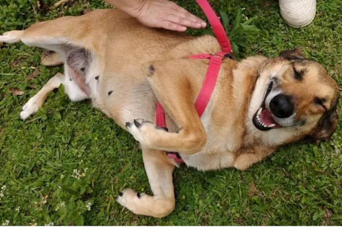 Cachorro ra a SRD-ViraLata idade 6 ou mais anos nome Gorda