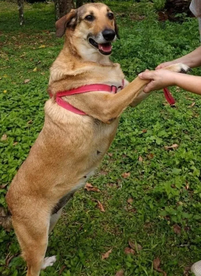 Cachorro ra a SRD-ViraLata idade 6 ou mais anos nome Gorda