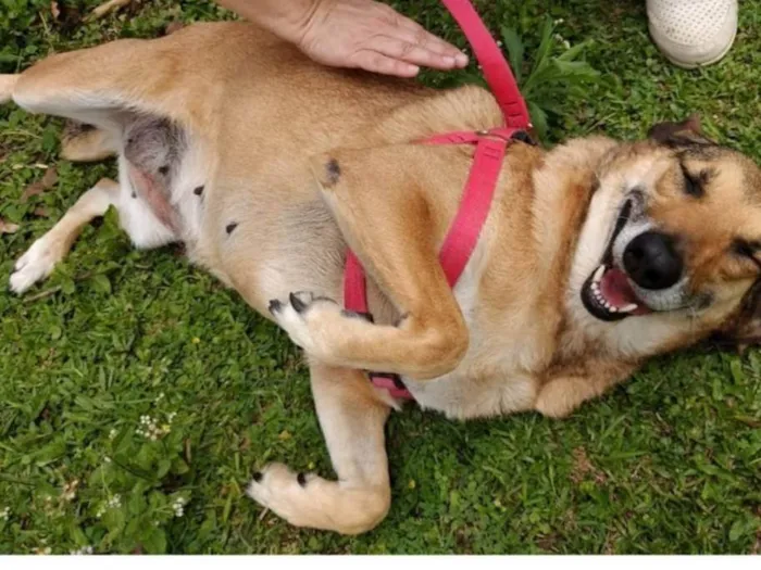 Cachorro ra a SRD-ViraLata idade 6 ou mais anos nome Gorda