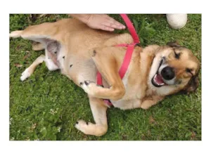 Cachorro raça SRD-ViraLata idade 6 ou mais anos nome Gorda