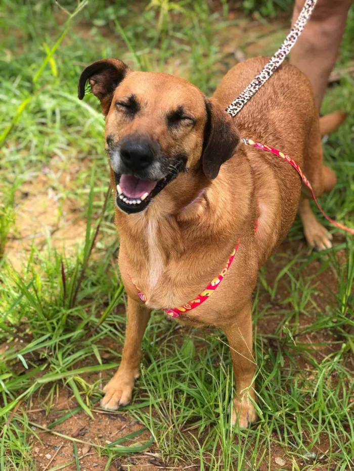 Cachorro ra a SRD-ViraLata idade 5 anos nome Teka