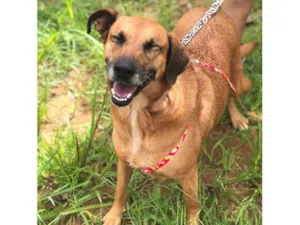 Cachorro raça SRD-ViraLata idade 5 anos nome Teka