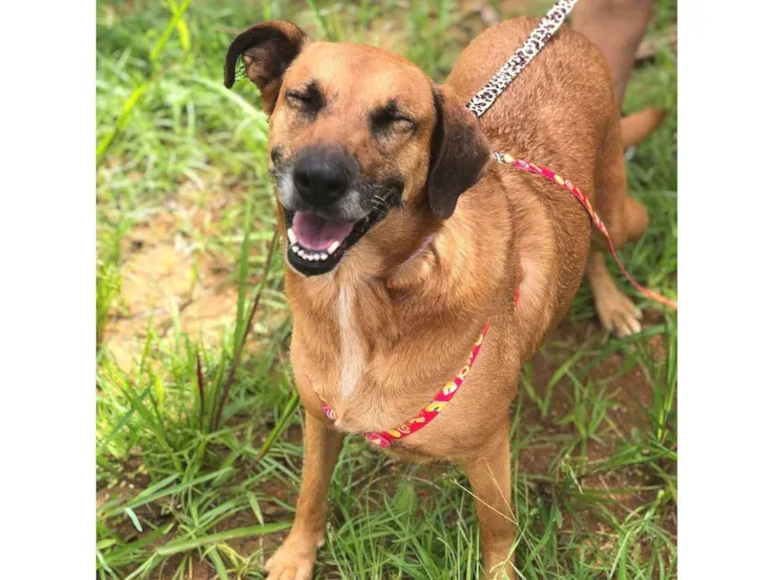 Cachorro ra a SRD-ViraLata idade 5 anos nome Teka