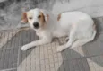 Branco