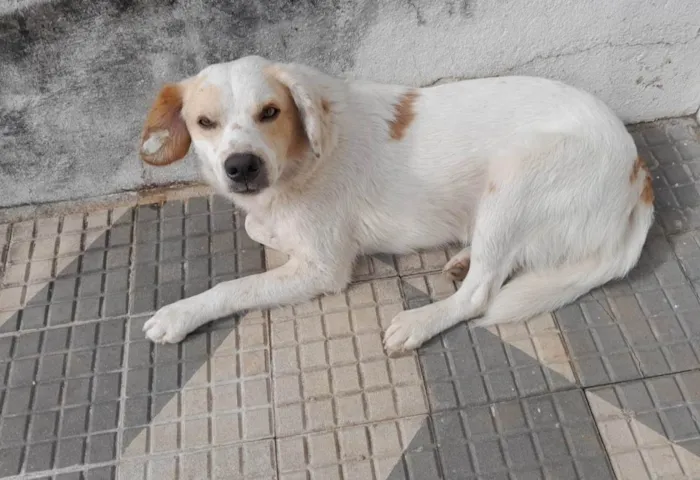 Cachorro ra a SRD-ViraLata idade 4 anos nome Branco