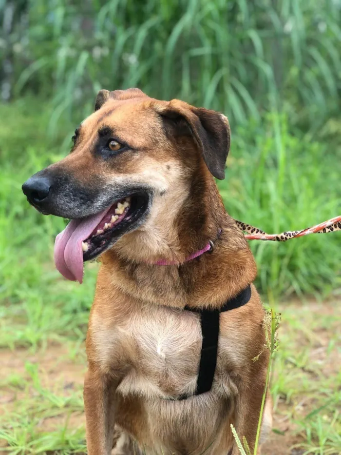 Cachorro ra a SRD-ViraLata idade 6 ou mais anos nome Abdon
