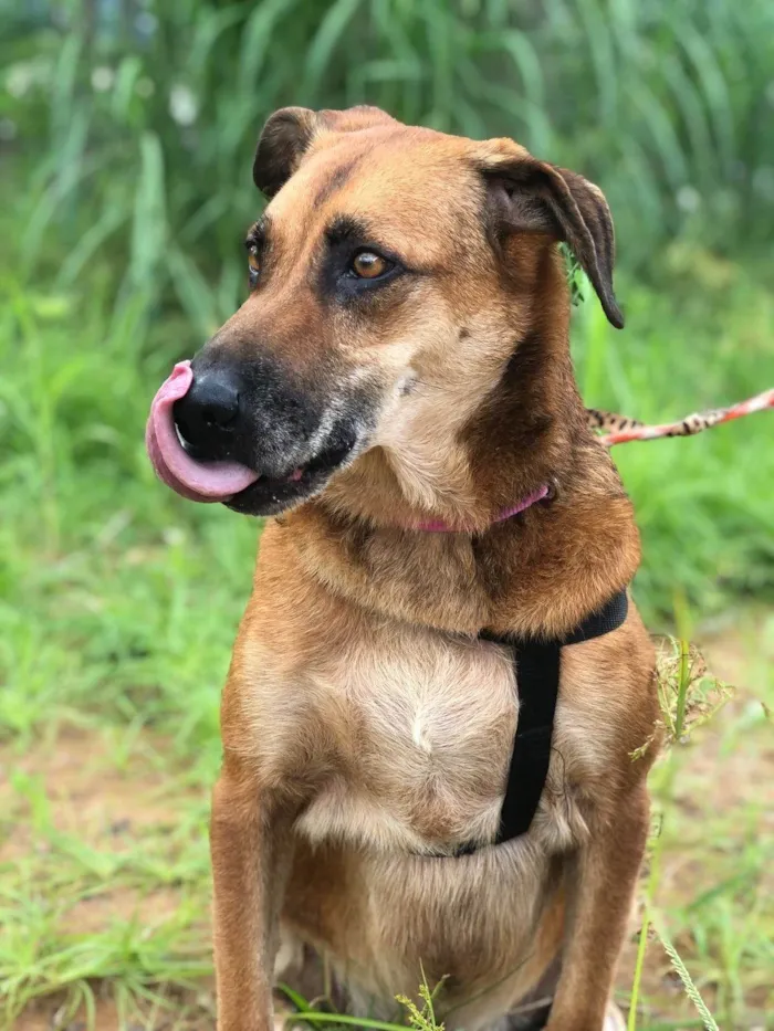Cachorro ra a SRD-ViraLata idade 6 ou mais anos nome Abdon