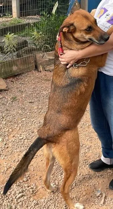 Cachorro ra a SRD-ViraLata idade 6 ou mais anos nome Abdon