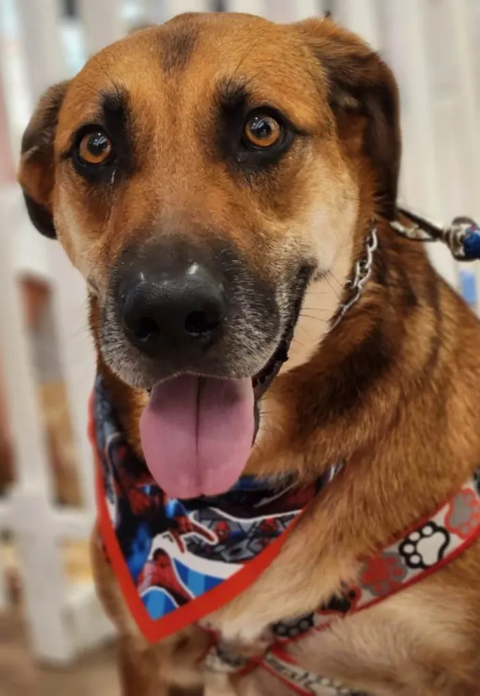 Cachorro ra a SRD-ViraLata idade 6 ou mais anos nome Abdon