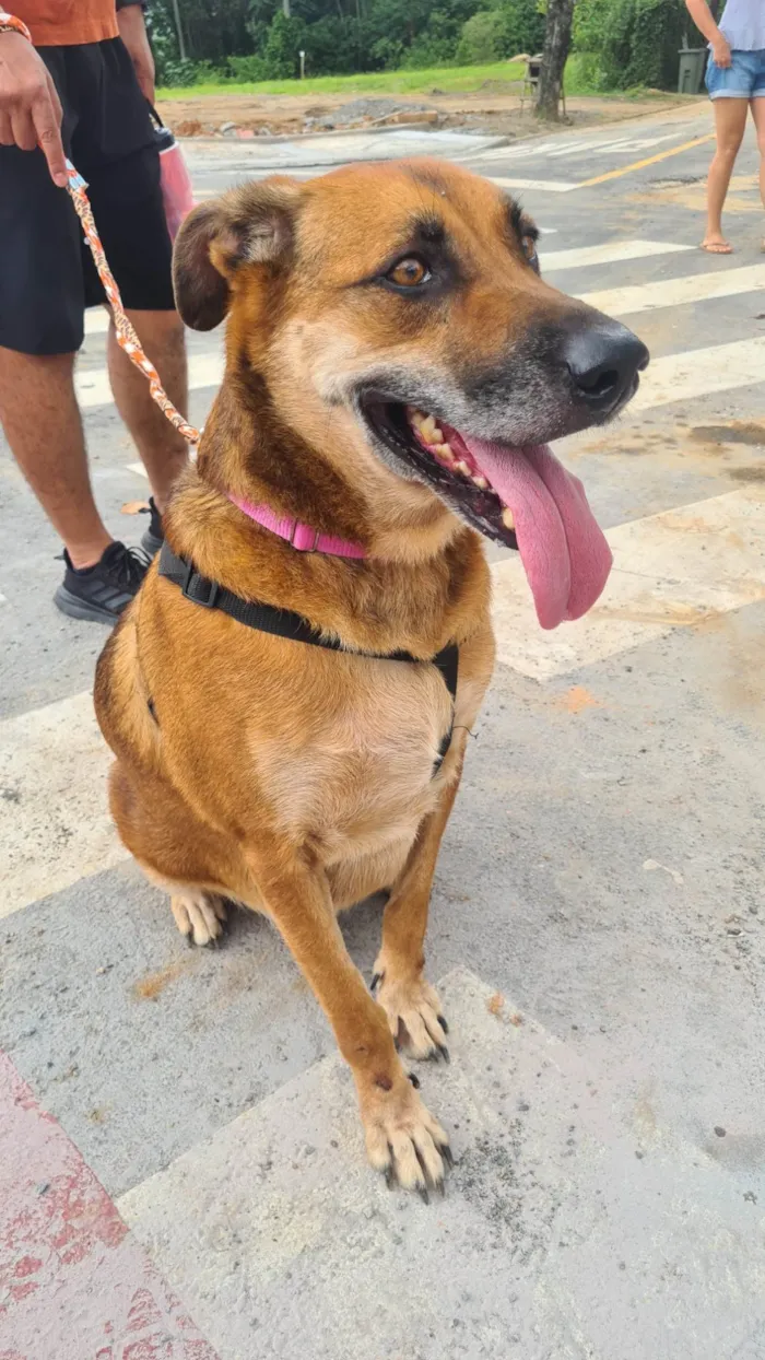 Cachorro ra a SRD-ViraLata idade 6 ou mais anos nome Abdon