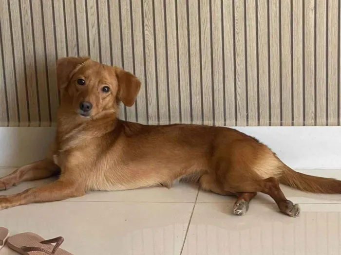 Cachorro ra a SRD-ViraLata idade 1 ano nome Meg