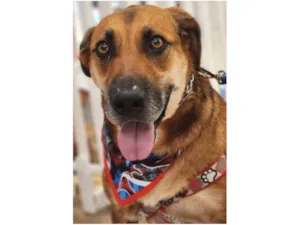 Cachorro raça SRD-ViraLata idade 6 ou mais anos nome Abdon