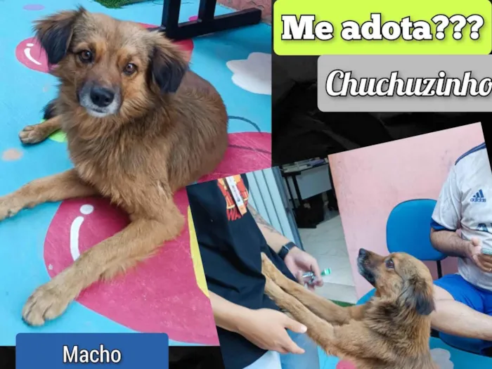 Cachorro ra a SRD-ViraLata idade 2 anos nome Chuchuzinho