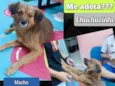 Chuchuzinho