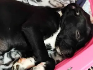 Cachorro raça SRD-ViraLata idade 2 a 6 meses nome Molly 