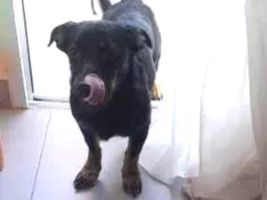 Cachorro raça SRD-ViraLata idade 7 a 11 meses nome Dorys