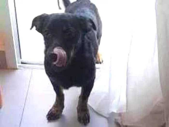 Cachorro ra a SRD-ViraLata idade 7 a 11 meses nome Dorys