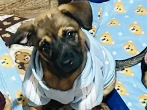 Cachorro raça SRD-ViraLata idade 2 a 6 meses nome Rick 