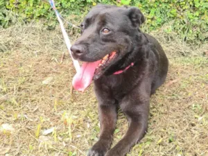 Cachorro raça SRD-ViraLata idade 6 ou mais anos nome Pietra