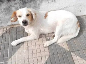 Cachorro raça SRD-ViraLata idade 4 anos nome Branco