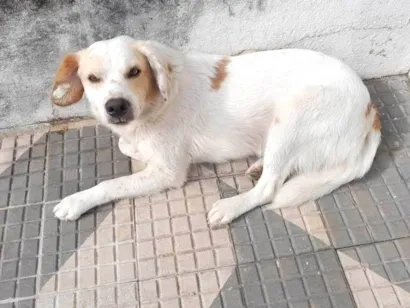 Cachorro raça SRD-ViraLata idade 4 anos nome Branco