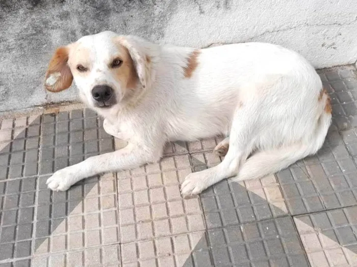Cachorro ra a SRD-ViraLata idade 4 anos nome Branco