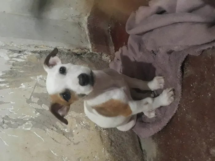 Cachorro ra a Pit-Bull idade 2 a 6 meses nome Eros