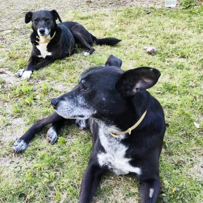 Cachorro ra a SRD-ViraLata idade 6 ou mais anos nome Irmãos da Católica
