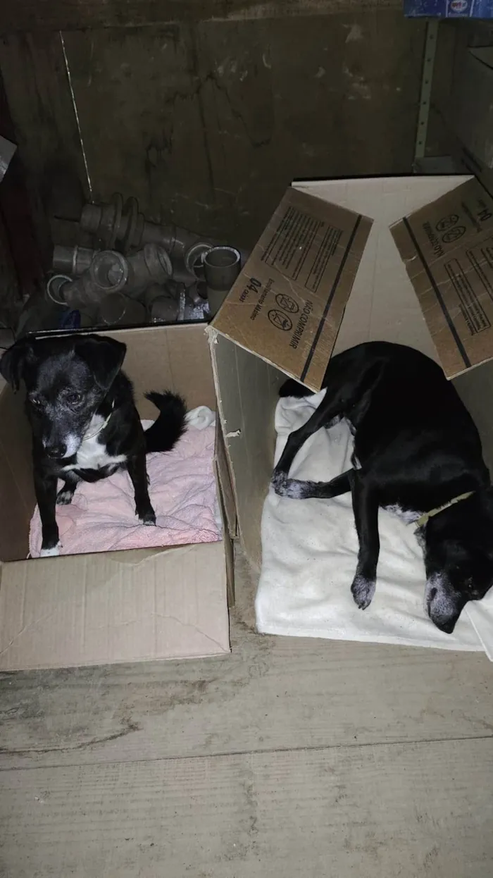 Cachorro ra a SRD-ViraLata idade 6 ou mais anos nome Irmãos da Católica