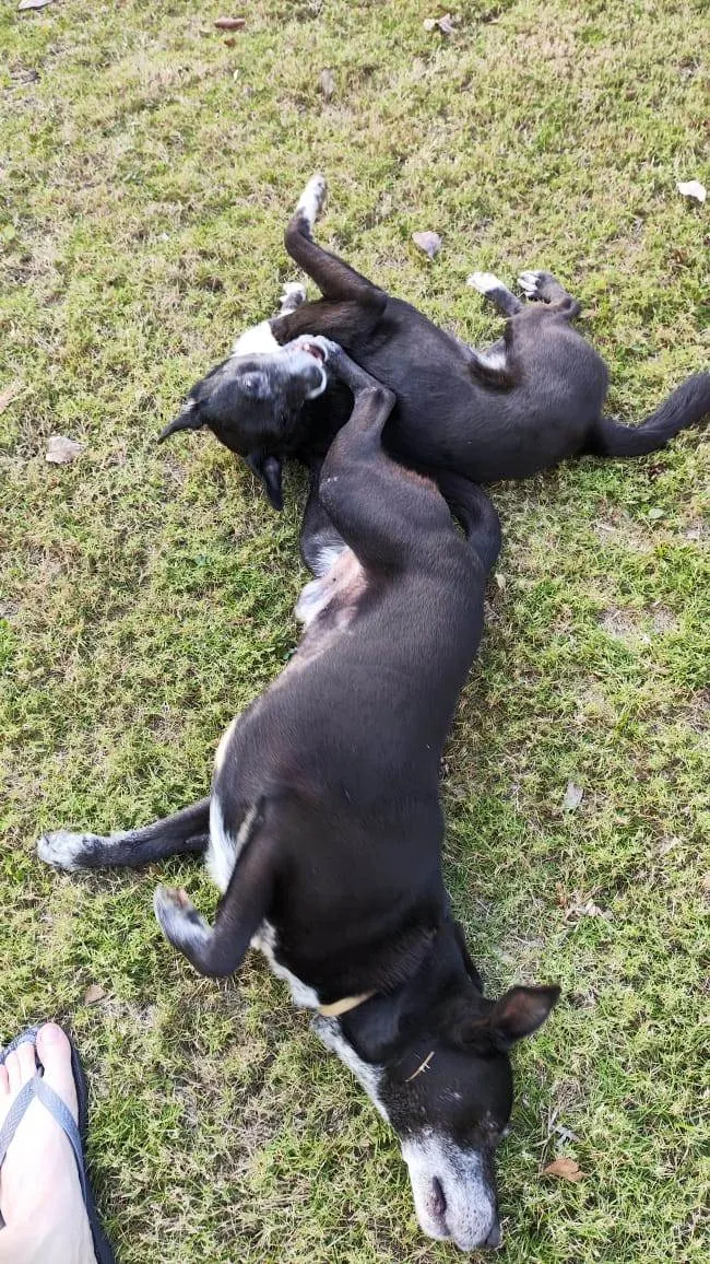 Cachorro ra a SRD-ViraLata idade 6 ou mais anos nome Irmãos da Católica