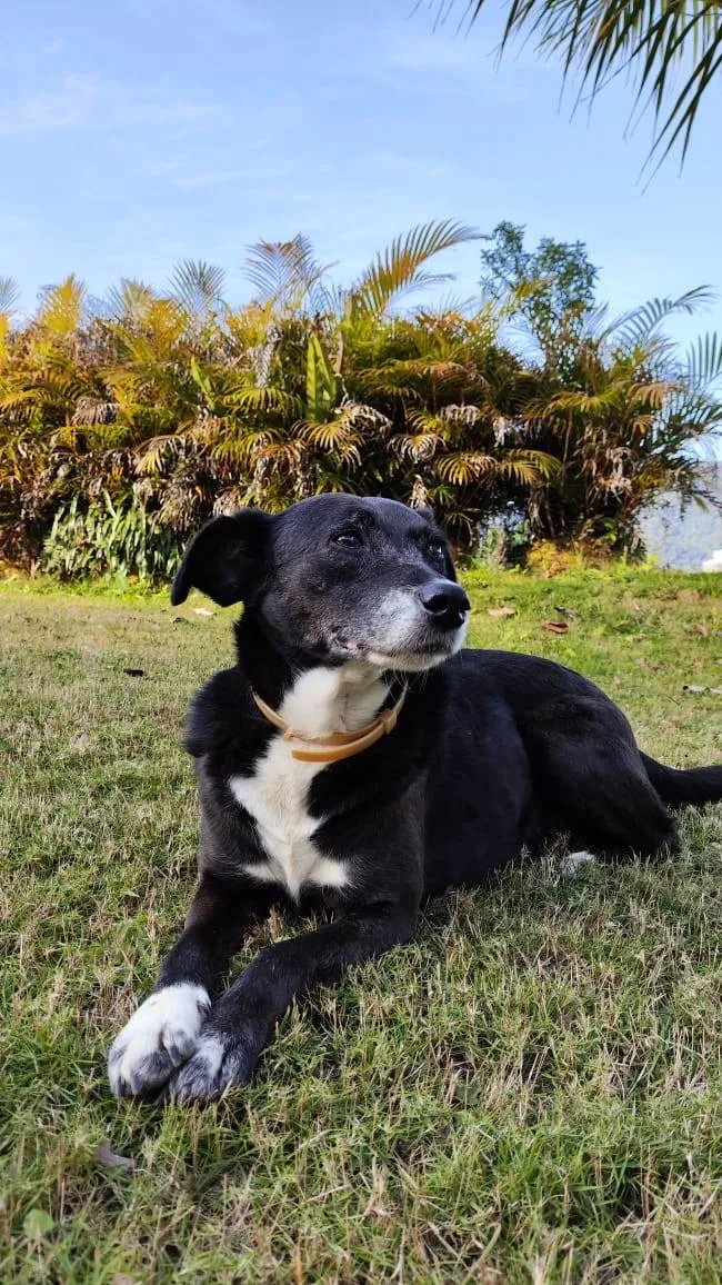 Cachorro ra a SRD-ViraLata idade 6 ou mais anos nome Irmãos da Católica