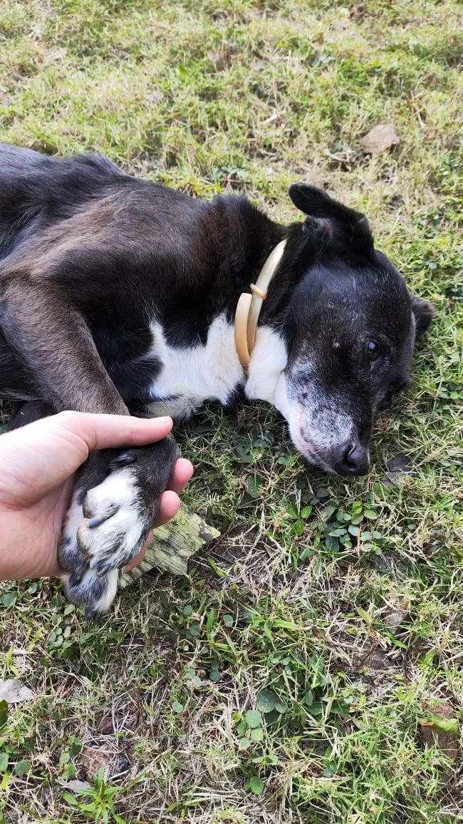 Cachorro ra a SRD-ViraLata idade 6 ou mais anos nome Irmãos da Católica