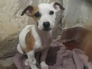 Cachorro raça Pit-Bull idade 2 a 6 meses nome Eros