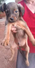 Dog Dog