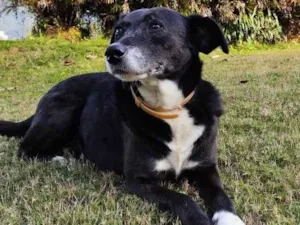 Cachorro raça SRD-ViraLata idade 6 ou mais anos nome Irmãos da Católica