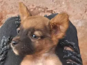 Cachorro raça SRD-ViraLata idade 2 a 6 meses nome Dog Dog