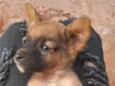 Dog Dog