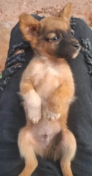 Cachorro raça SRD-ViraLata idade 2 a 6 meses nome Dog Dog
