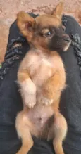 Dog Dog