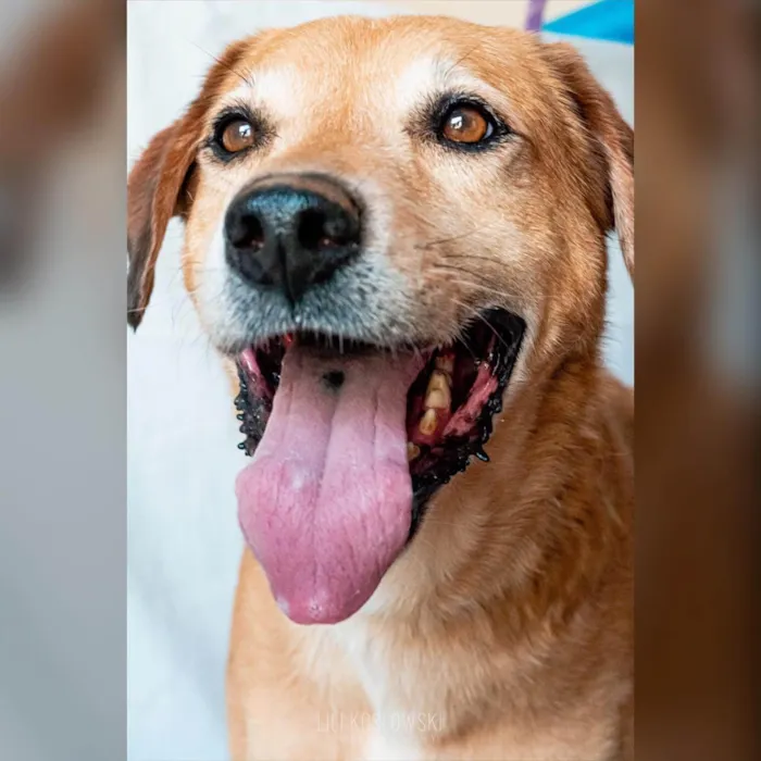 Cachorro ra a SRD-ViraLata idade 6 ou mais anos nome Max